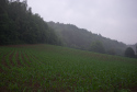 Field original