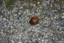 Snail original shot